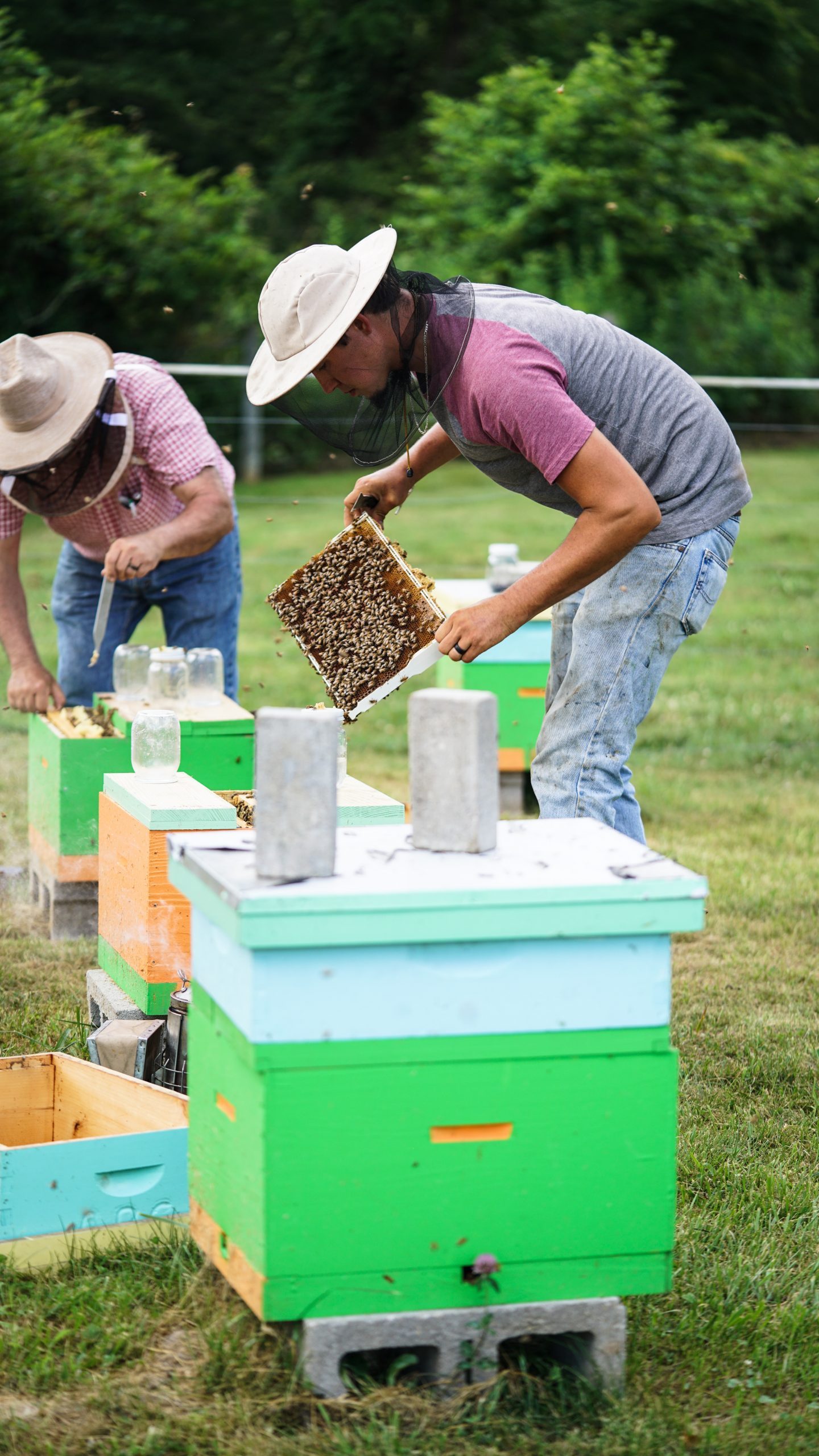 ABC Beehives