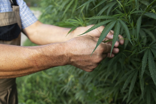 hemp farming